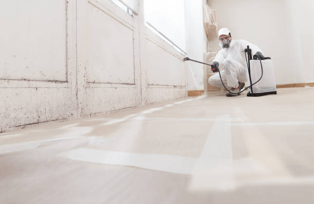 Black mold remediation team in Runnemede