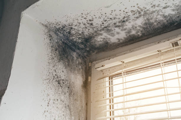 Mold Removal service in Runnemede